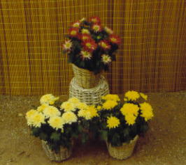 Potted_Flowers